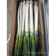 Fresh Scallion/Fresh Welsh Onion/Fresh Leek Bulk Price